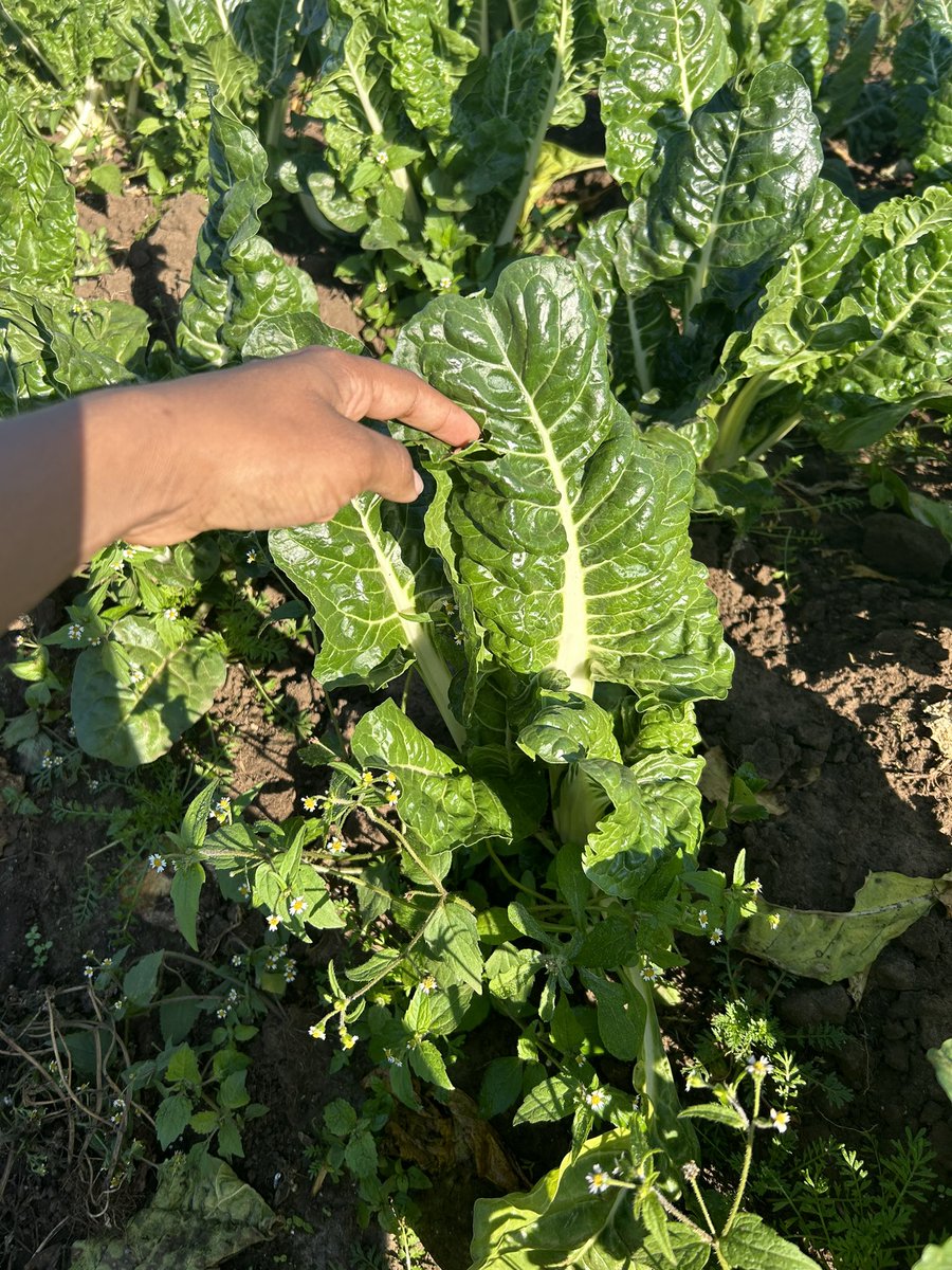 ModoP88's tweet photo. I’m a green-eyed monster 🥦🥬🫑
#agribusiness 🥦
#SheOO 💅🏽
#AfricanGirlChronicles 🌍 https://t.co/erhm85Q1xc
