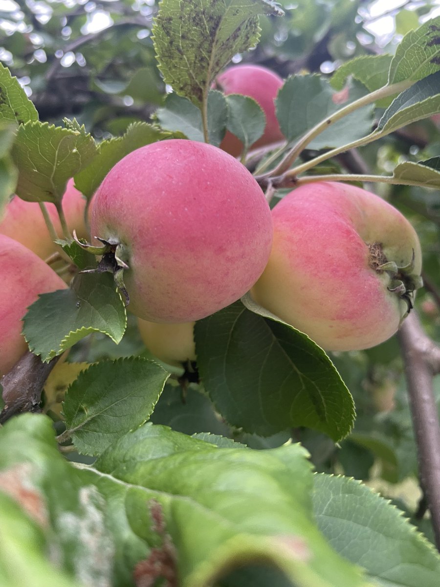 eeva_annika's tweet photo. Oman pihan omenia 🍎🍏#omenapuu #omanpihanomenat #omena #omppu #elokuunsatoa #kauniita #hyvänmakuisia #näitäriittää #yksijaainoaomenapuu https://t.co/l7DA9bOGY5