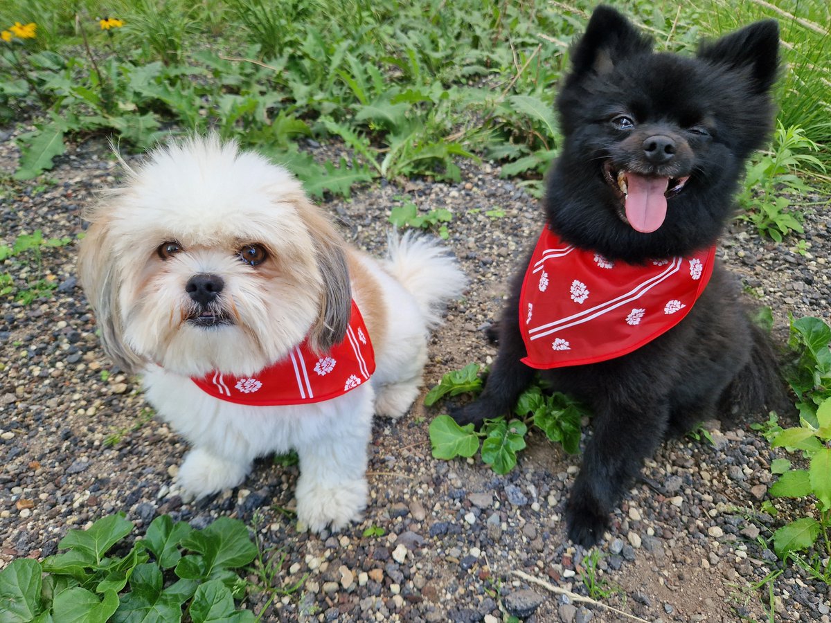 Remnant_Game_EU's tweet photo. Happy International Dog Day! 
Show us your good boys and girls 🐶

#Remnant2 #InternationalDogDay https://t.co/9U5yWimUPI