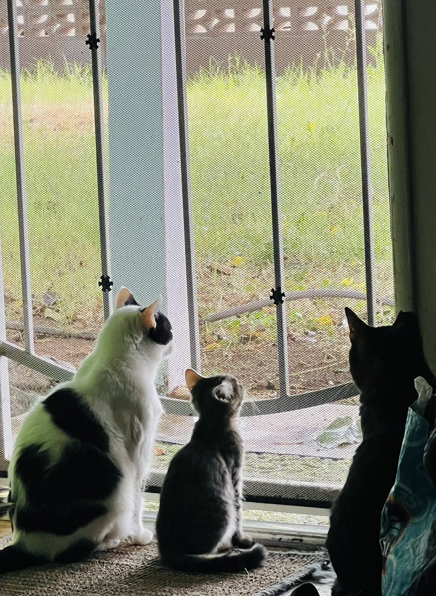 Skittles teaching the kitten about #Hedgewatch