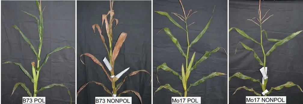 Genetic architecture of source-sink-regulated senescence in maize (Rohit Kumar, Manwinder S Brar, Bharath Kunduru, Arlyn J Ackerman, Yuan Yang, Feng Luo, et.al.) buff.ly/45gb5Tb <a href="/RohitKu11606345/">Rohit Kumar</a> <a href="/ClemsonUniv/">Clemson University</a> <a href="/ClemsonScience/">Clemson University College of Science</a> <a href="/ClemsonCAFLS/">Clemson CAFLS</a> <a href="/ASPB/">ASPB</a> #PlantSci