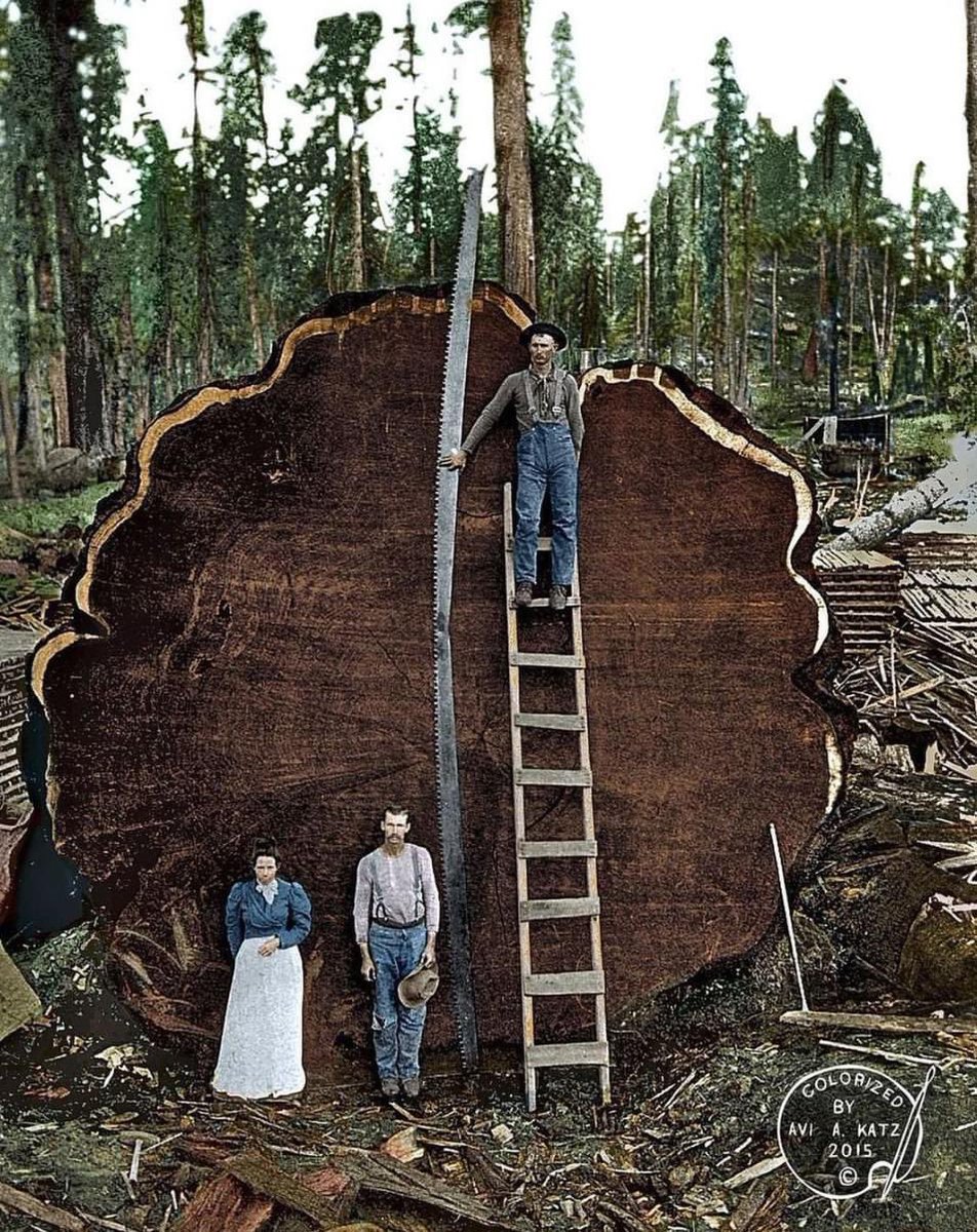 yeshuyesh45's tweet photo. A family stands before a 1,341-year-old Sequoia tree known as "Mark Twain," which was cut down in 1892 in the Pacific Northwest. The tree, towering at 331 feet (100 meters) in height, was brought down by a pair of men who worked for 13 days to saw it.
#history https://t.co/TlOSCmrIMS