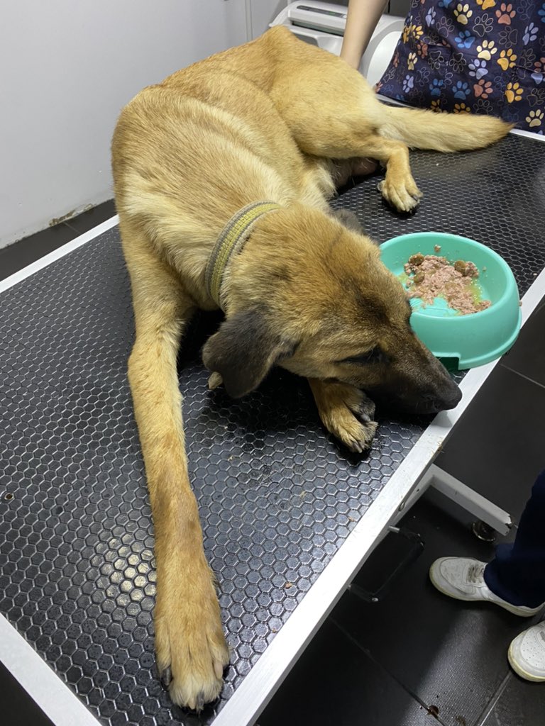 kedibettyy's tweet photo. Birinin tavuğunu yedi diye öldürmek istediler. Burada canı tehlikede. Ankara’da güvenli alana gitmesi gerekiyor. 

ÇOK ACİL ‼️ 
ZONGULDAK- ANKARA arası nakil gönüllüsü bulabilir miyiz 🥹🙏🏻 https://t.co/AHOsrzMnGE