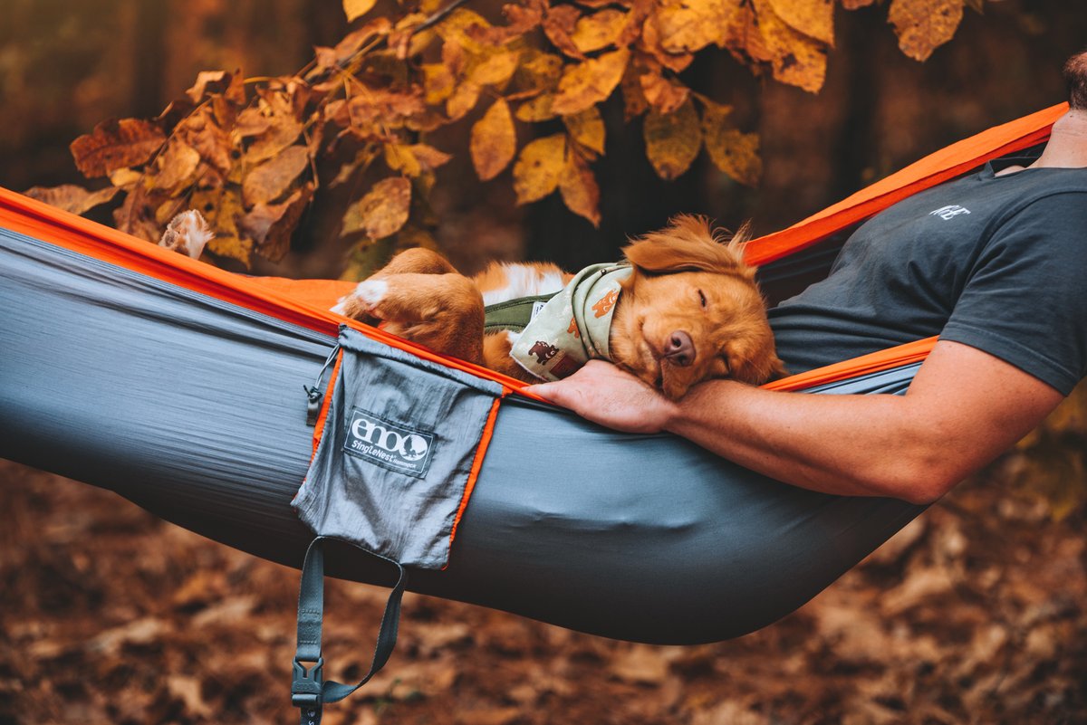 Our friends at <a href="/wildretrievers/">Golden Trio</a> understood the assignment and are having their absolute best summer ever in these  📷 submitted to photos@travelok!