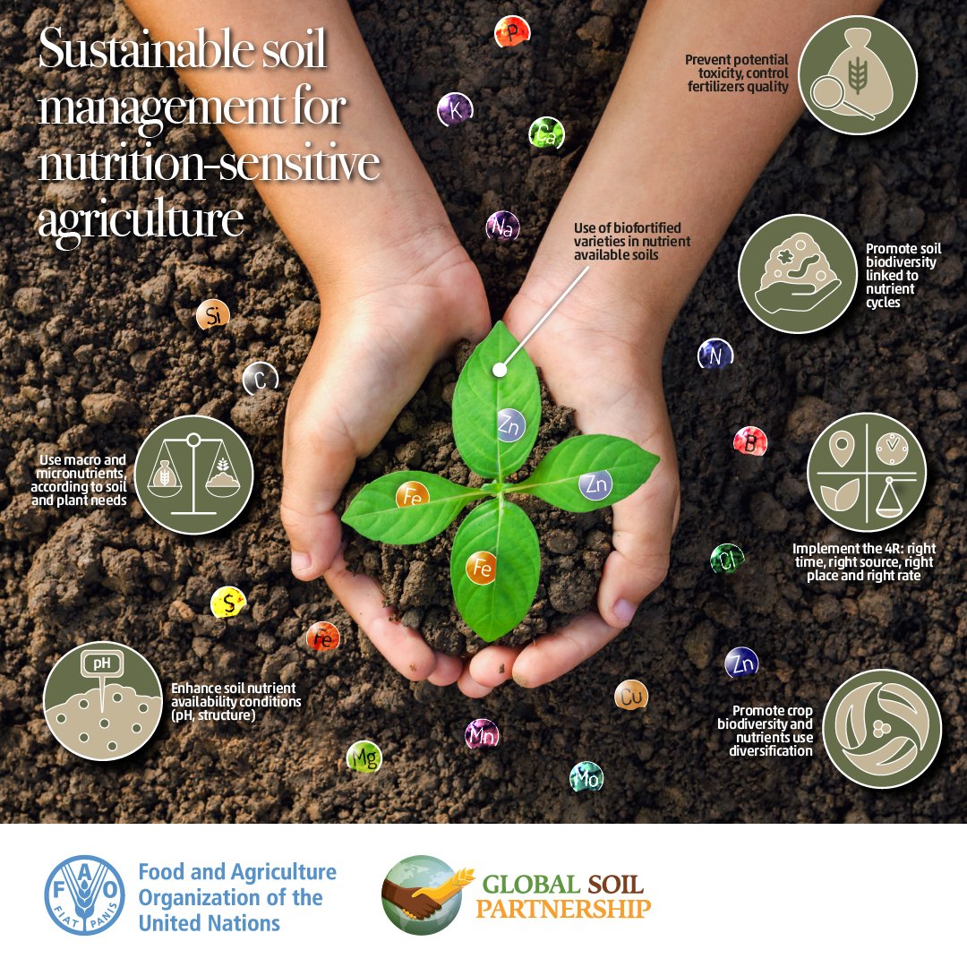 FAOLandWater's tweet photo. By taking care of #soil, we can produce healthy and nutritious #food while also preserving the #Environment!
#7Actions to implement and make soils our allies in the transformation of #agrifoodsystems.
#SoilHealth
Read more📰https://t.co/oDHdefY9DS https://t.co/OGV7MW47CK