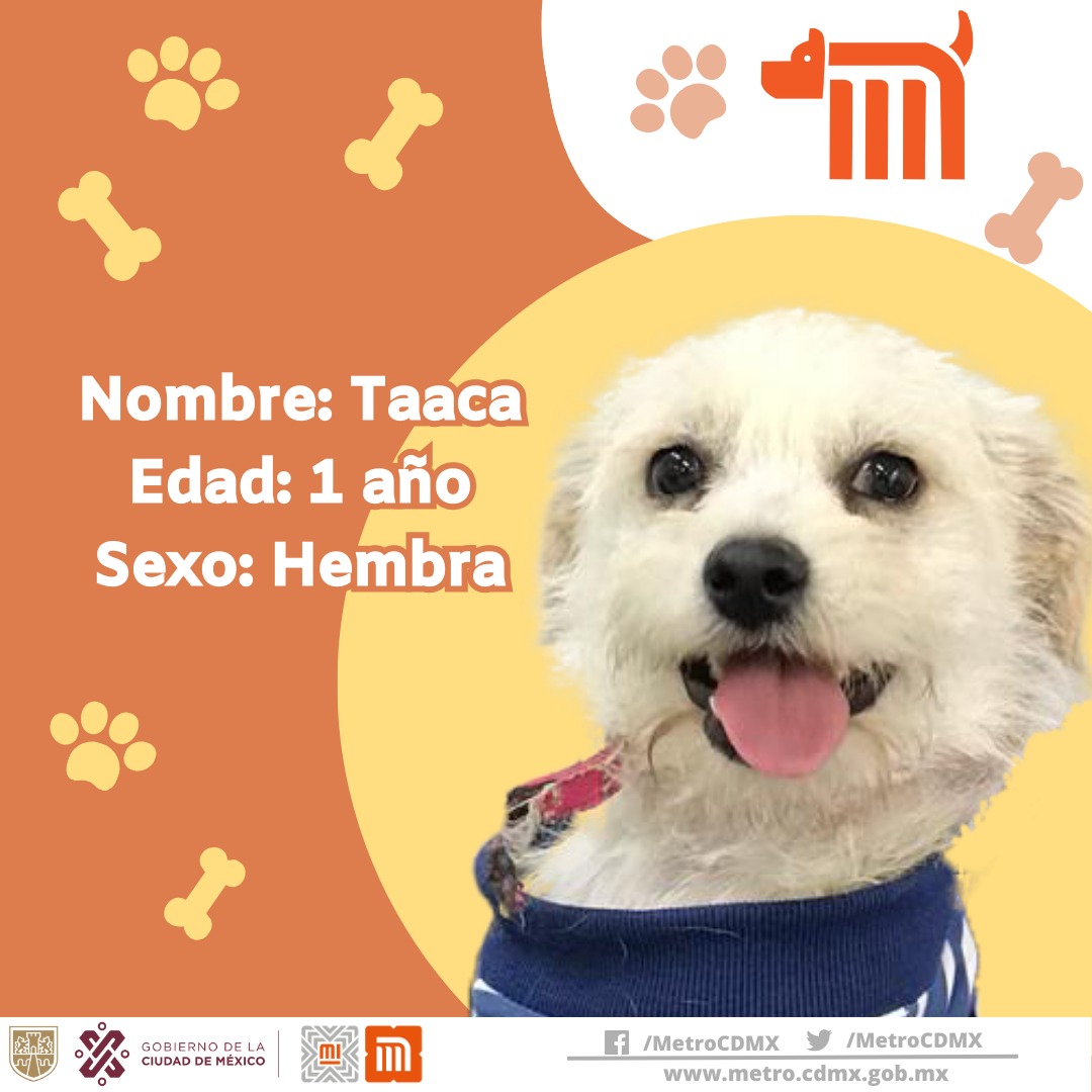 MetroCDMX's tweet photo. Taaca está en busca de una familia, si deseas darle la oportunidad de ser adoptada comunícate vía e-mail a: ctc@metro.cdmx.gob.mx  
Consulta requisitos de adopción en 👉🏼 https://t.co/a2rSGOkjut 🐾  #AUnMetroDeSuHogar #AdoptaNoCompres 🐶🏡 https://t.co/anC8yJqOsx