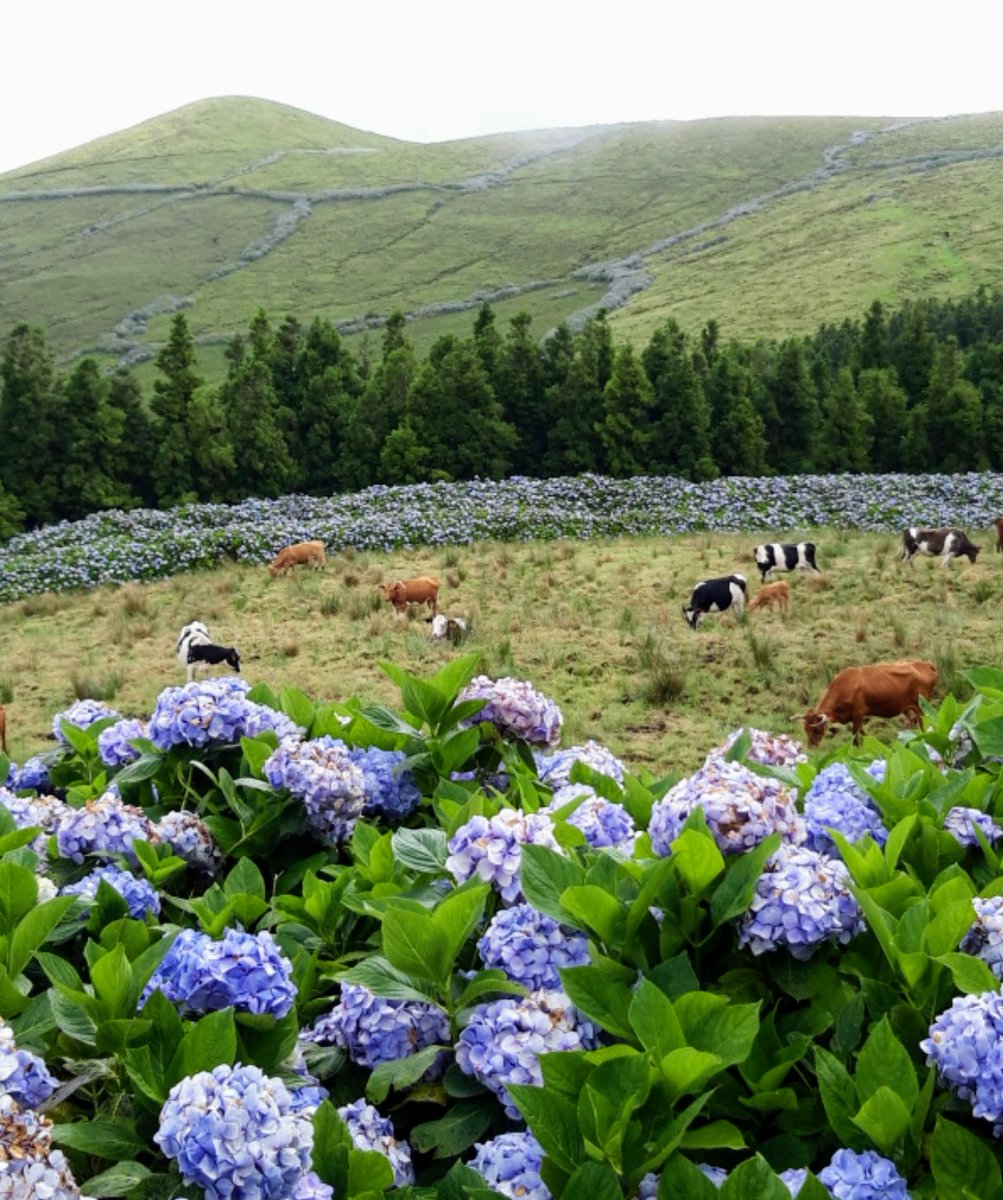 Prados y hortensias silvestres en la volcánica isla de San Jorge (Azores, Portugal)