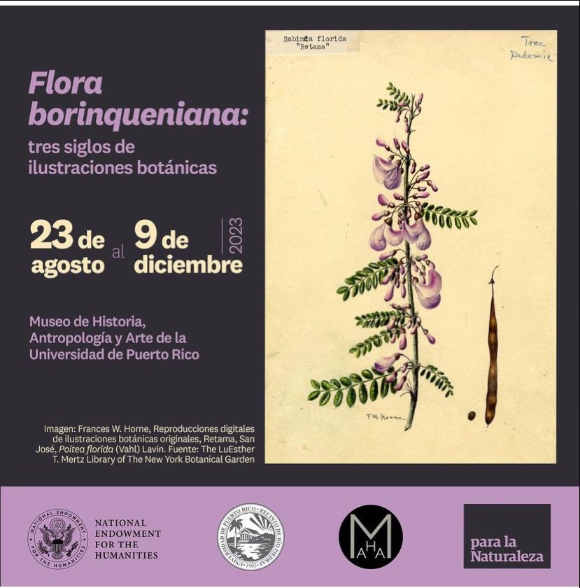 Este miércoles 23/agosto a las 7:00 pm abre @museouprrp la exposición Flora Borinqueniana, tres siglos de ilustraciones botánicas, un proyecto organizado x @paralanaturalez y auspiciado x National Endowment for the Humanities y la UPR. La exposición viaja desde la UPR Mayagüez.