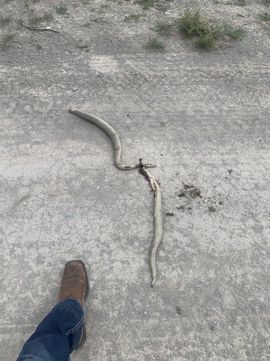 OutbackjackYT's tweet photo. These were some big rattlers! Have to keep the trail clear and cattle safe! Good riddance! #outdoors #snakes #venom #wildlands #nature https://t.co/JwzIPQISm3