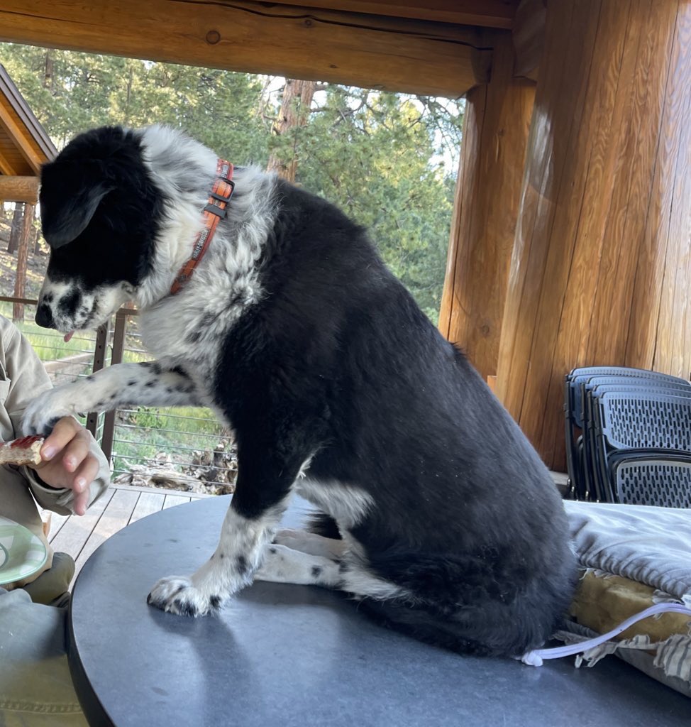 bobthe1dog's tweet photo. From begging food in the clinic parking lot to lounging in the pool & sharing dinner with dad, happy 6th #GotchaDay to Bess! @HartCollie #bordercollie #rezdog https://t.co/iMTk1IJ85G