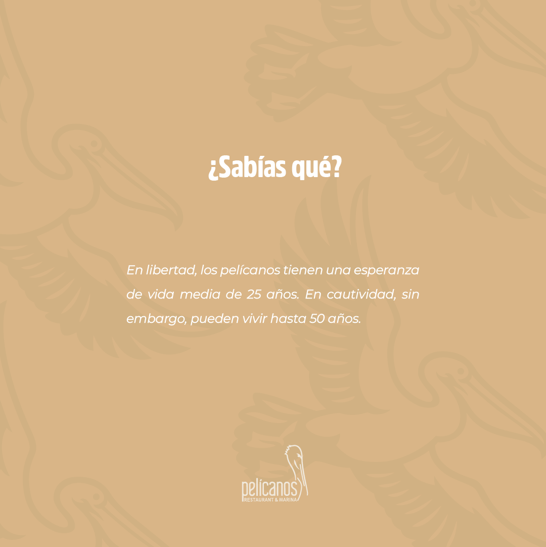 Puerto Morelos, un lugar donde la naturaleza está siempre presente. 🌴

Visita Puerto Morelos y enamórate de este Pueblo con Encanto.