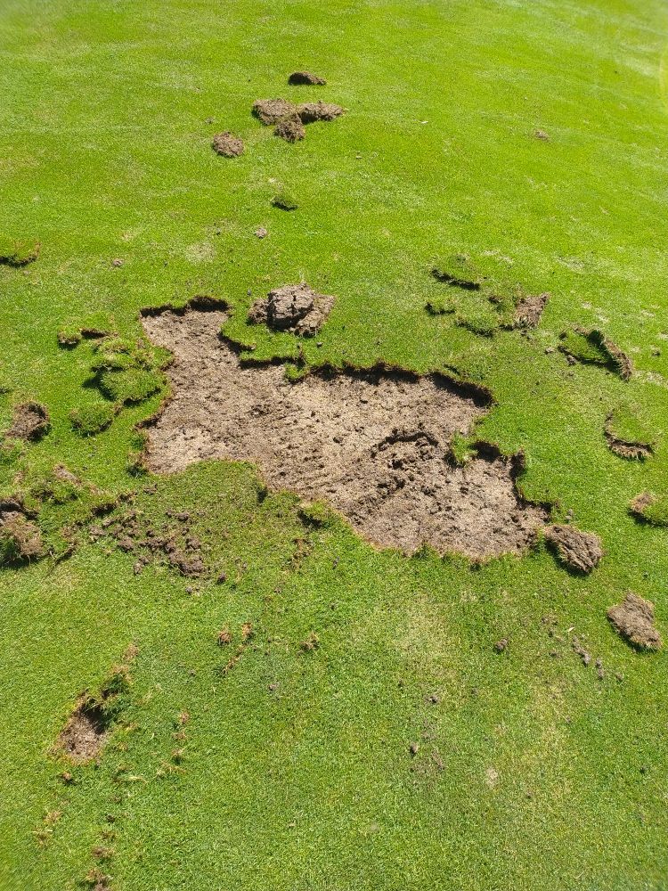 Babar_le_Rhino's tweet photo. À gauche :
La déforestation de l'Amazonie, dont l'invitation au sommet pour la sauver a été ignorée par Macron

À droite :
3 brins d'herbes de green de golf arrachés qui a suscité l'indignation risible des ministres macronistes

Vous comprenez leurs priorités maintenant ? https://t.co/HFxo2rvOva