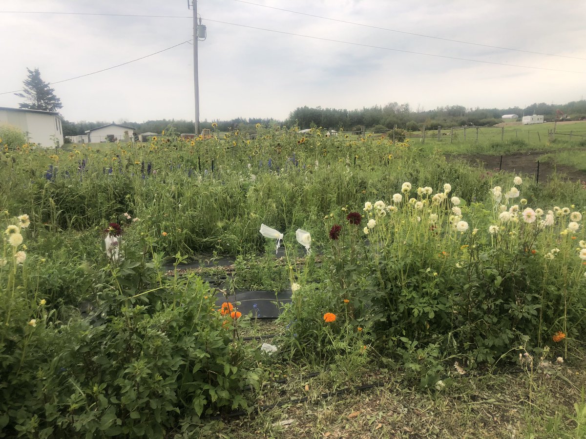 Fun and informative weekend during @OpenFarmDays 2023! So many good people growing food and taking care of the ecosystems we all depend on. Thank you to everyone who participated and came out! Let’s work together to ensure local food systems continue and grow. #ABLocalFood