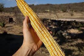 Iowacrops's tweet photo. After doing my yield checks in Eastern Iowa today, this is the smallest ear I could find.. 240 plus! My yard in the background. https://t.co/FcQAhVMulx