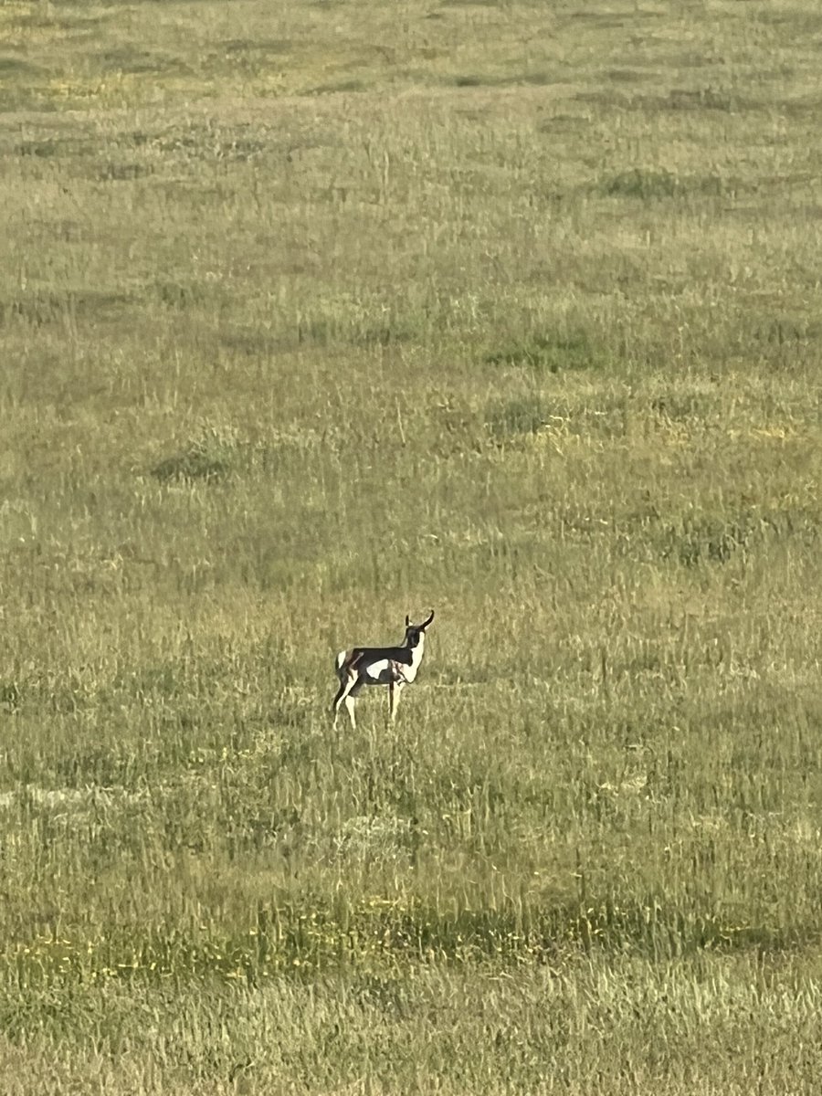 OutbackjackYT's tweet photo. Dear Muscle bound antelope, how many mountain lions have you out ran…? #wildlifephotography #spotted #nature https://t.co/71LhTzaed8