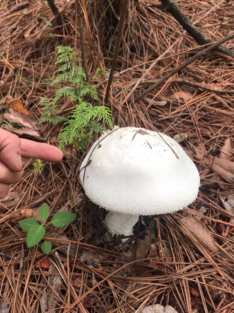 Zoh03960400's tweet photo. @Fungi_Cosas En Taxco. https://t.co/1NPs0zwDI2