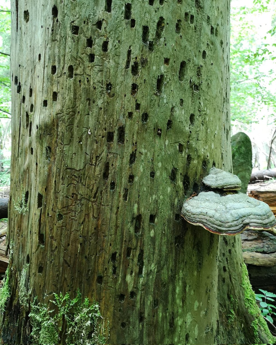 How much #biodiversity may a large dead standing temperate tree host?
Many tens of species have there their food or reproduction habitat - including fungi, insects, or epiphytes like mosses or lichens

#oldbutgold #explore #charismatic #megaflora
@insidenatgeo @natgeoexplorers