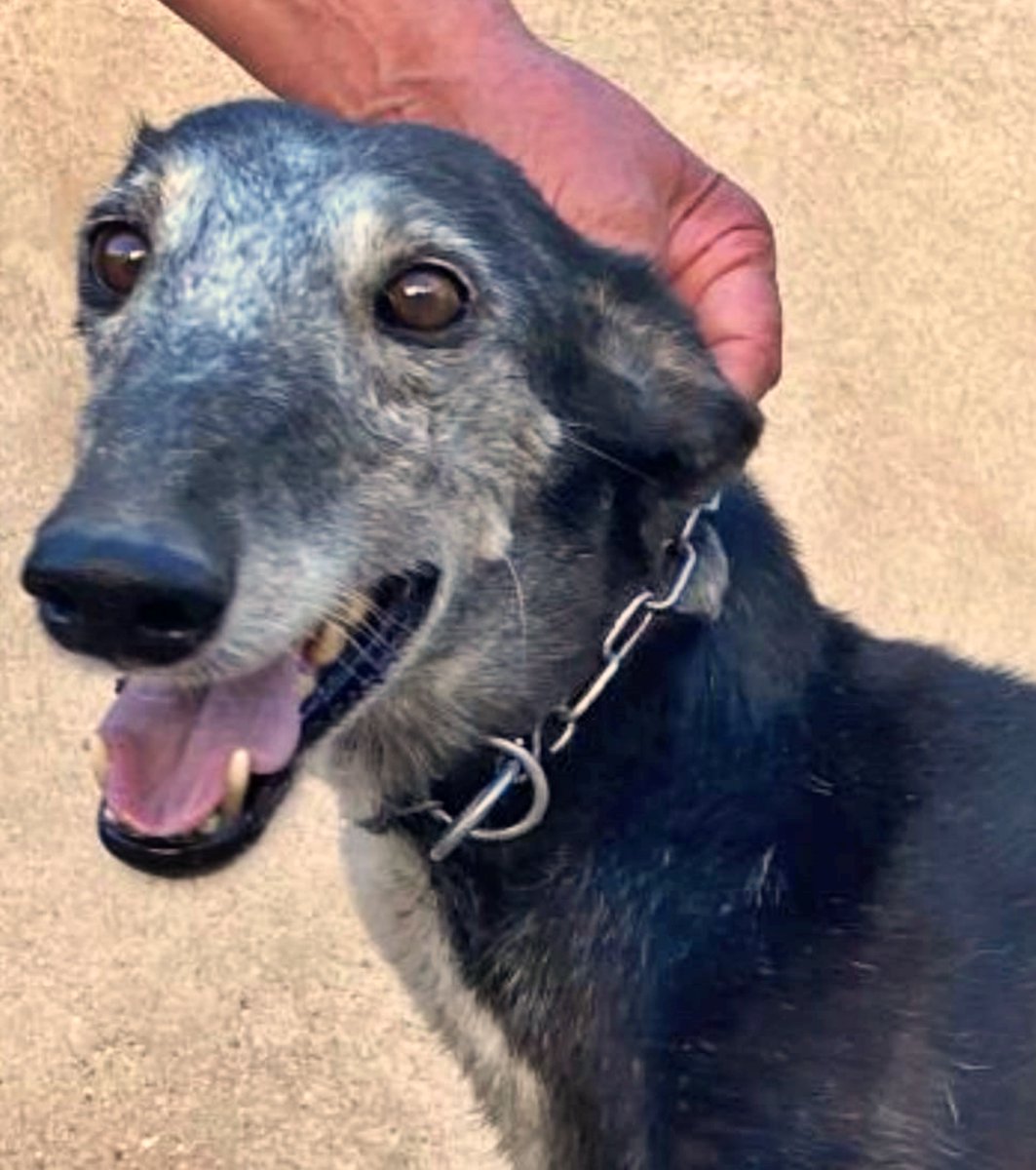 SosAbuelos1's tweet image. #TOLEDO
Hay veces que los abandonos suponen una alegría, por ejemplo en casos como este... 
A esta preciosidad de perrita de 8 añitos, su dueño galguero ya no la quiere!!!.

Seguro que ella lo sabe y por eso sonríe abiertamente 😃.
Ahora toca buscarle un hogar donde la quieran,…