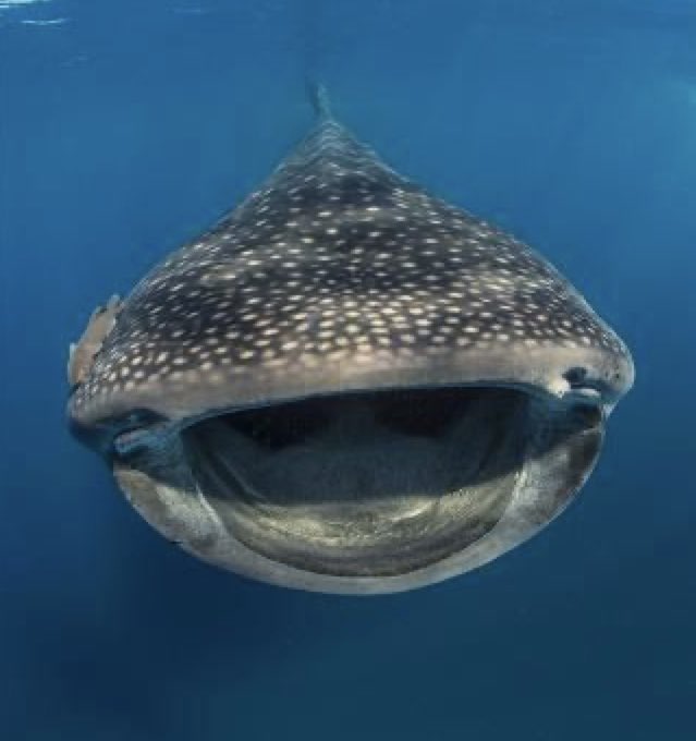 cetaceanism's tweet photo. :D :0 https://t.co/d2Jd8dTTNA