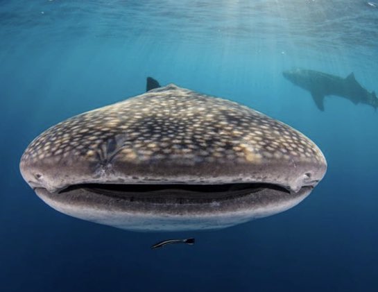 cetaceanism's tweet photo. :D :0 https://t.co/d2Jd8dTTNA