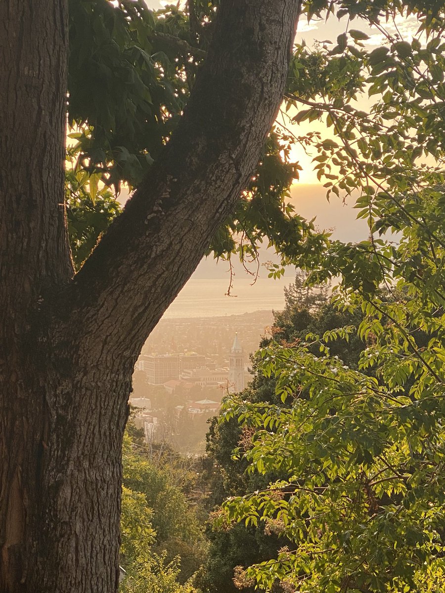 golden hour in Berkeley