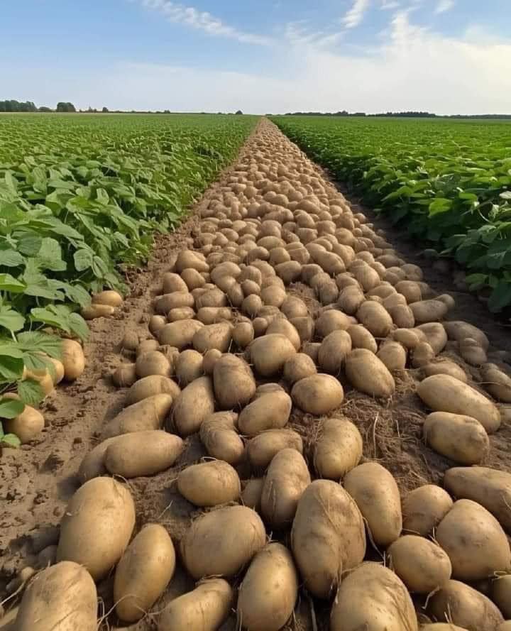 African Hub tweet media