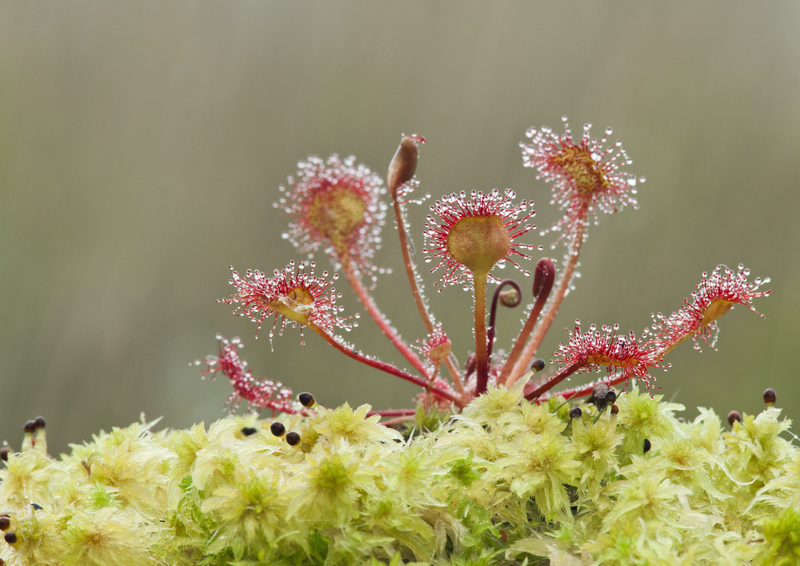 Peatlands are home to some of the UKs most fascinating wildlife. Banning the sale of peat will help to protect these amazing places and the creatures that call peatlands home. #BogsNotBags Round leaved sundew ©Guy Edwardes/2020VISION