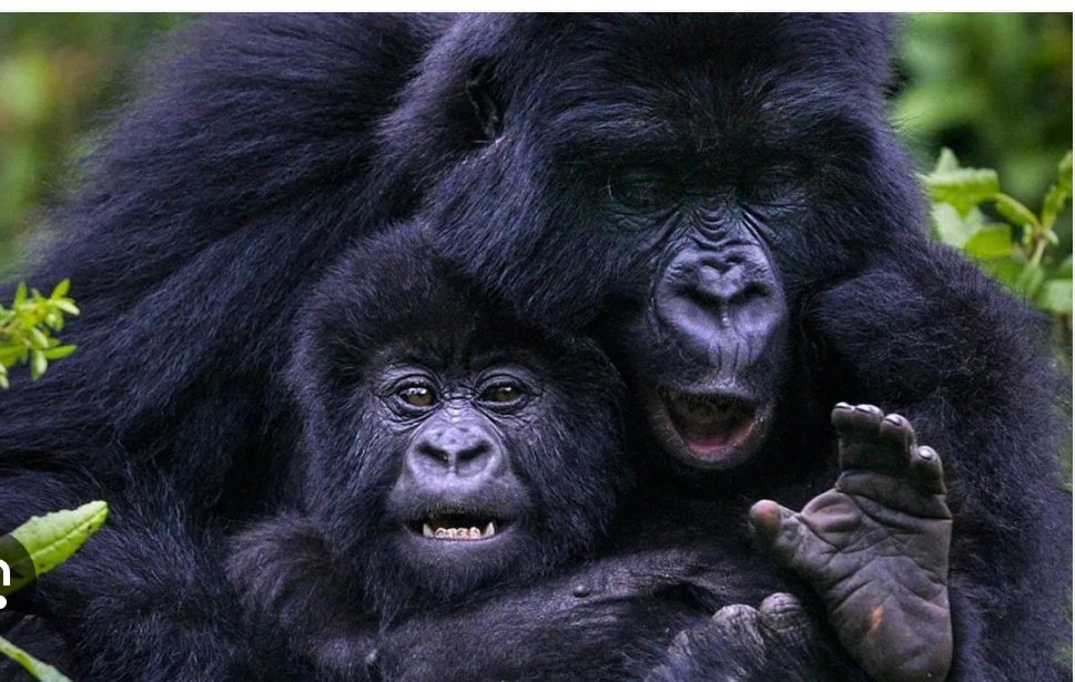 Affordable Gorilla encounters in Uganda's Bwindi impenetrable forest. Bwindi impenetrable forest offers 99.9% chances of seeing the  mountain Gorillas from there natural habitat and spending time with them observe there different ways of life. Visit our website to book a trip.