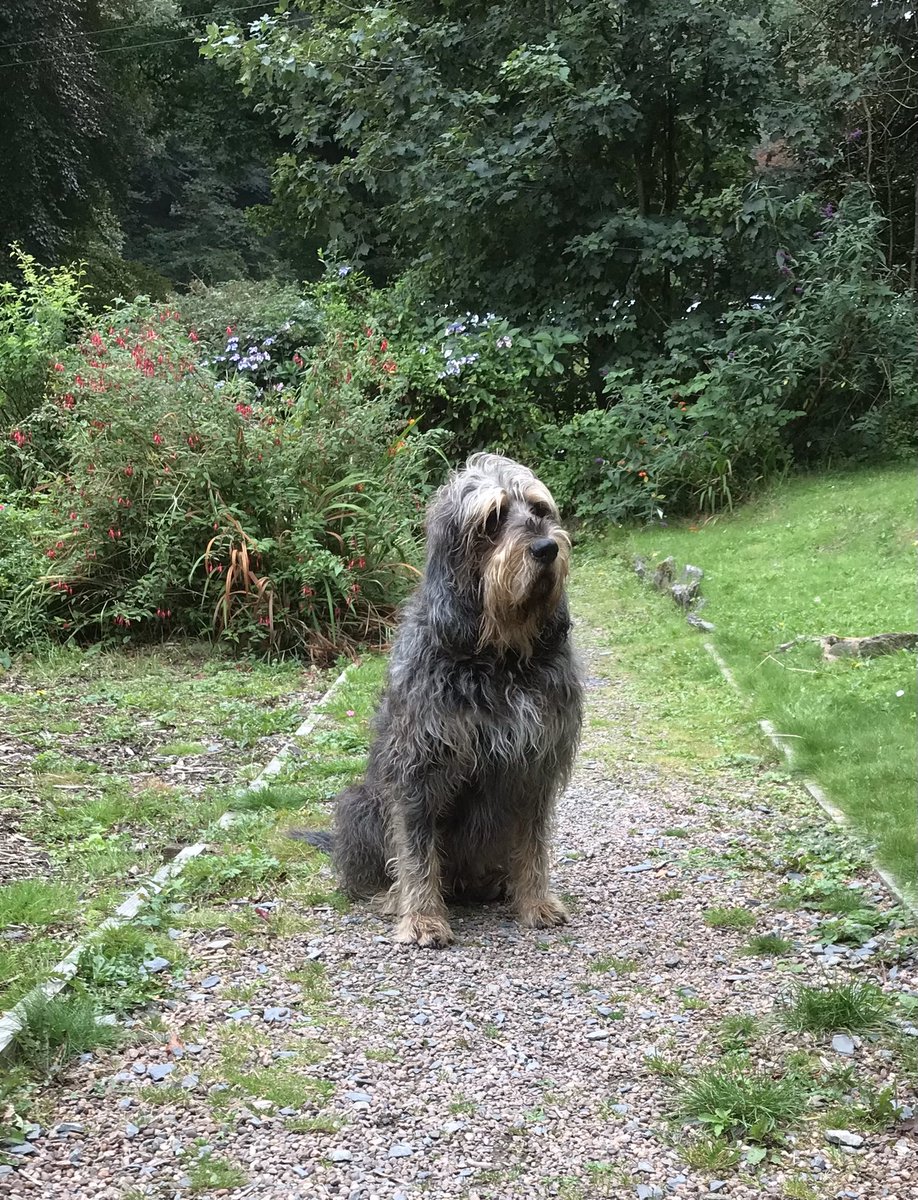 nbunkerauthor's tweet image. Been there in 2021 with Mercury the #otterhound &amp;amp; here he is on the day in question….