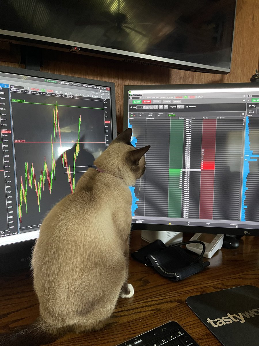 Rlloyd65's tweet photo. Wallstreet Woody. This cat loves to trade. https://t.co/7P9fBZ7DCh