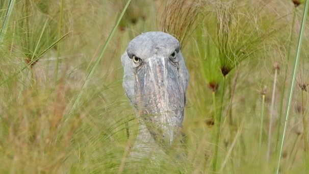 AddeyNick's tweet photo. Trip report of our June 2023 #Uganda tour now on Cloudbirders by @JohnnieALee https://t.co/cn40FxgF70
Great guiding by @MatthewBirder https://t.co/2Wleph4SuD