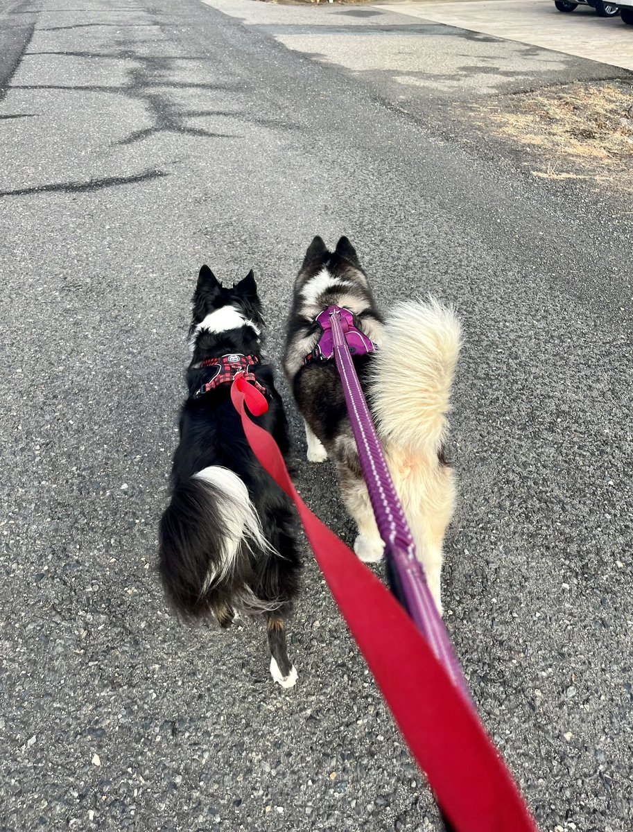 MotorFoot163's tweet photo. With cooler than normal temperatures for August, took Murphy and Raksha for a nice walk this morning. #BorderCollie #SiberianHusky #SpringvilleCa https://t.co/AVN1jSinOu