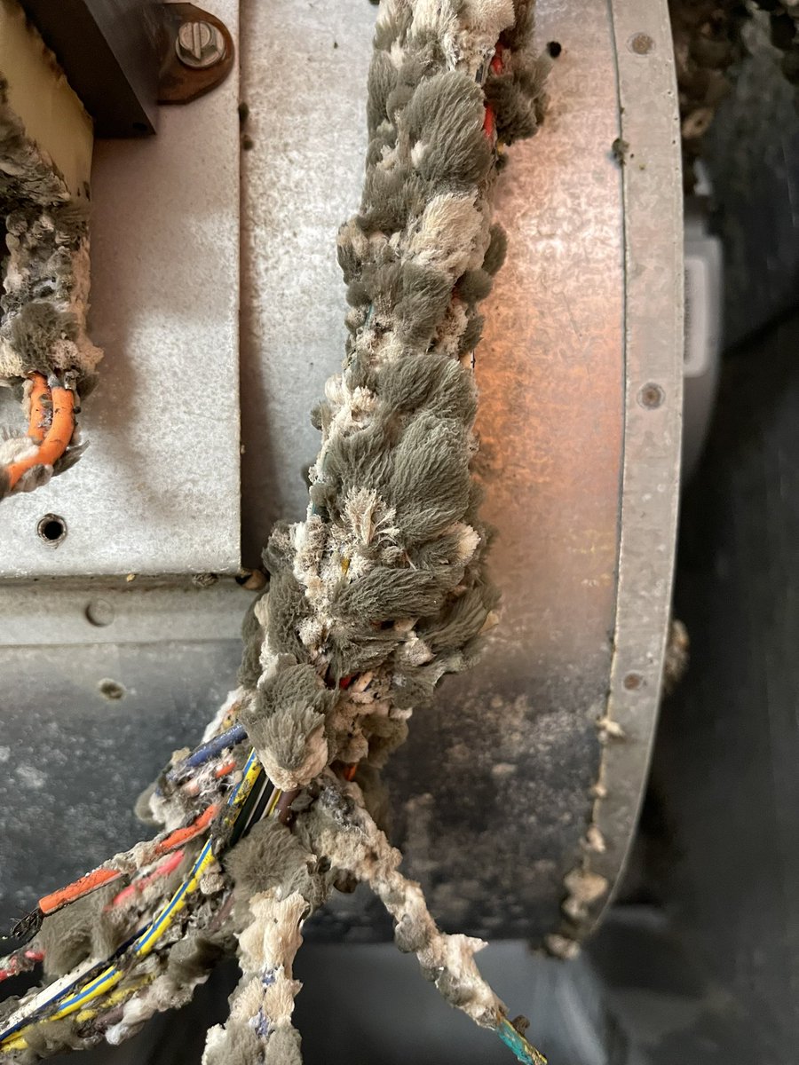 MicahPW20's tweet photo. This air handler is straight up disgusting. Idk how these people in this control room don’t stay sick breathing this air.
@JollyRoger300
#HVAC #HVACTech #XRPHVAC #AHU #AirHandler #Nasty https://t.co/mqlf9bJ49B