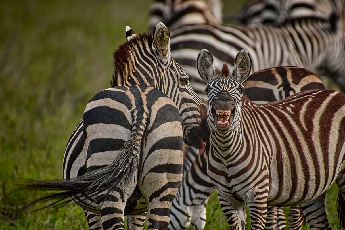 A Perfect Visitors View & They love doing this with a full-hearted smile 🤣
🦓 Serengeti | Tanzania
#earthbound #africageophoto #serengetinationalpark #nuts_about_wildlife #animals #bownaankamal #africanwilderness #africanwildlife #nature_sultans