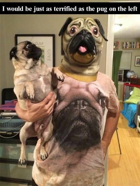 pug_loverr's tweet image. I would be just as terrified as the pug on the left 

#pugglesofinstagram
#pugstuff #pugdog #pugmix #pugworld
#pugmagazine #pugoftheday #dutchbulldog
#puggylove #pugsandkisses #puglove #pug