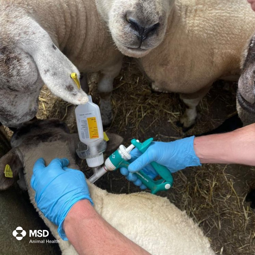 msd_ah's tweet photo. Have your sheep received their Footroot vaccination❓ 🐑

The primary course for Footvax involves👇 
💉1ml dose 
✌ 2 injections 
📅6 weeks later

Reducing the risk of disease through vaccination is key👉Speak to your local vet today about Footvax!📞

#Footvax #Footrot https://t.co/sytYqZGppF