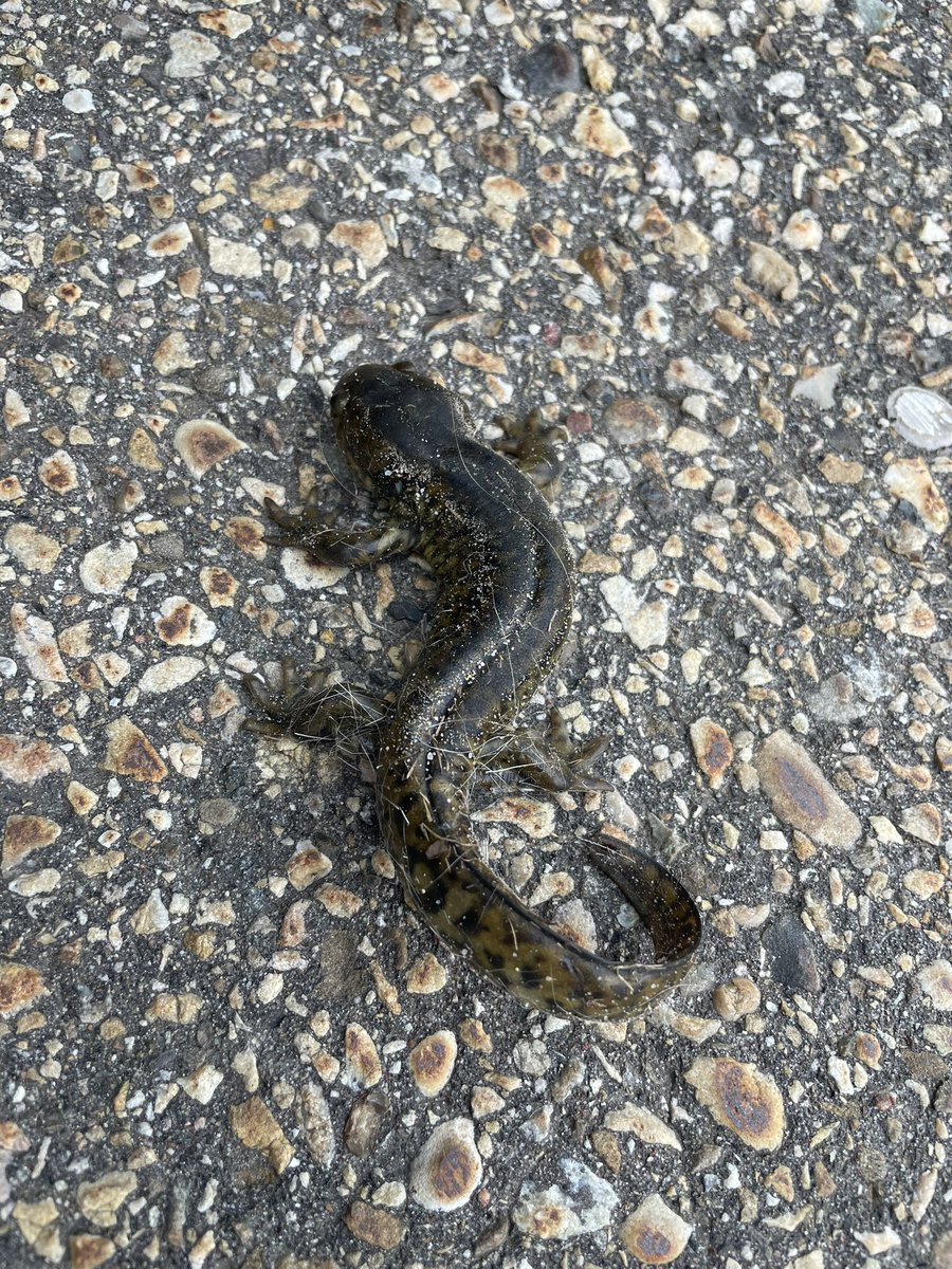 Okay x-verse. What is it? Just moved it from the back parking area of the office to the wetlands behind the office in SW #yeg about 6-8 inches in length. #wildlife #nature