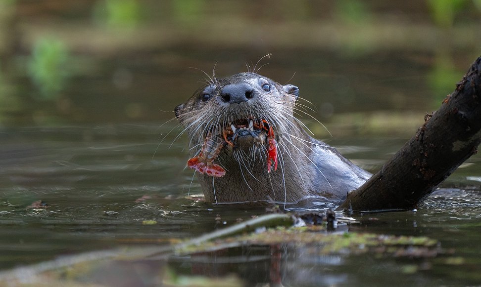 CosumnesRiverP's tweet photo. {Caption this picture} 

Photo captured by Mark Zimmerman https://t.co/UhlaK7mDkK