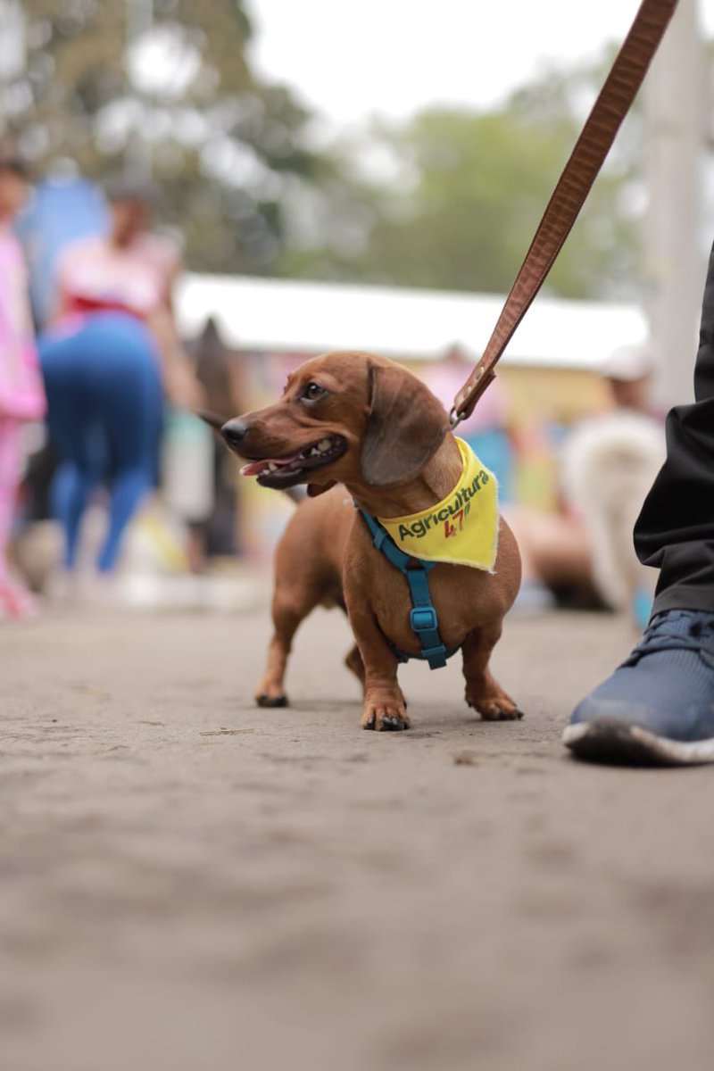 SoyOscarEscobar's tweet photo. ¡Más de 150 perros participaron en la #Caninata de esta mañana! Caminamos tres kilómetros con ellos, desde el parque Coclí de Ciudad Santa Bárbara hasta el Coliseo de Ferias. Hubo puntos de hidratación para que se refrescaran y ahora mismo están felices en el Festival de las Mascotas de la Fiesta Nacional de la Agricultura. ¡Vengan!