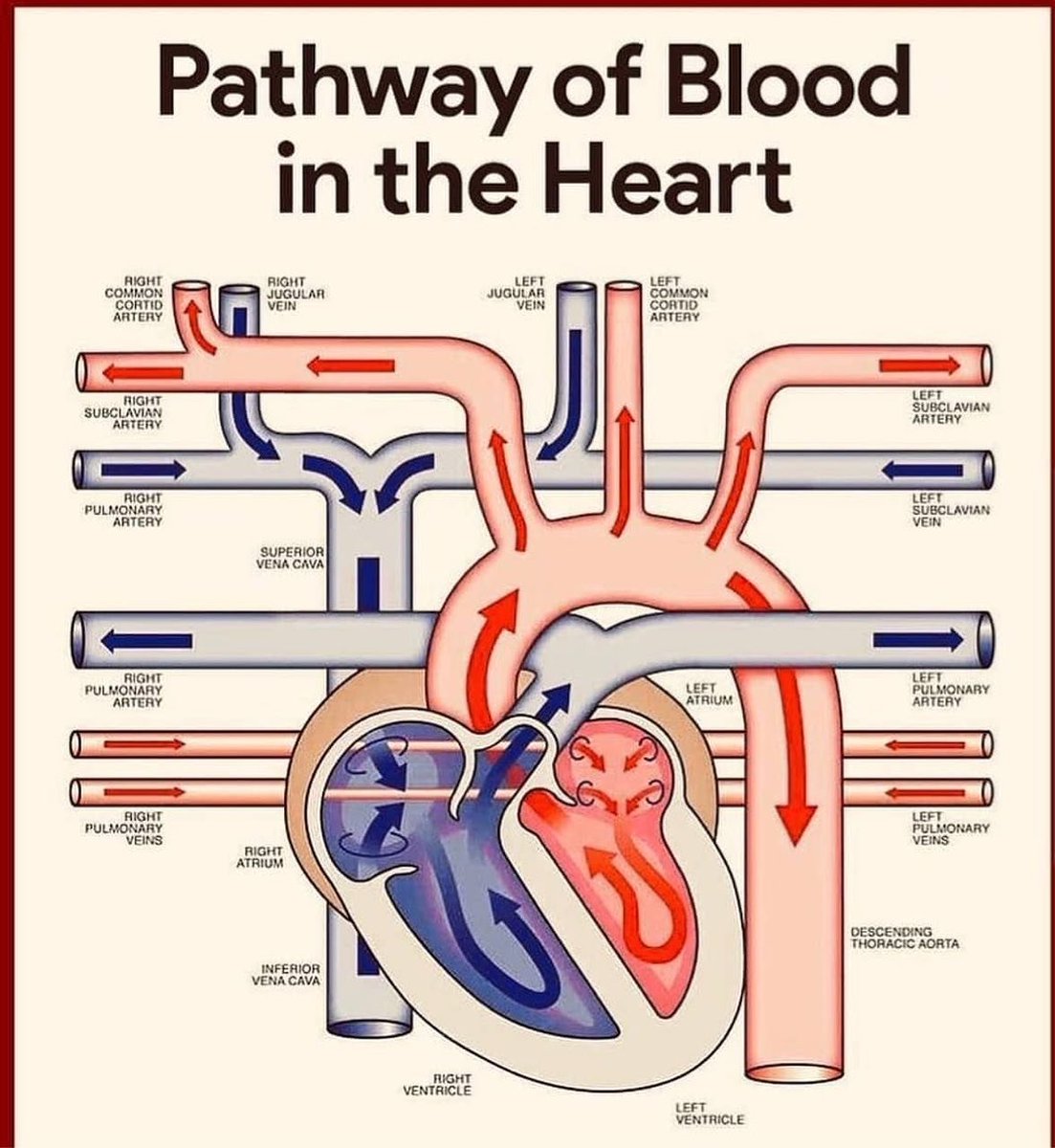 Blood Pathways in the Heart