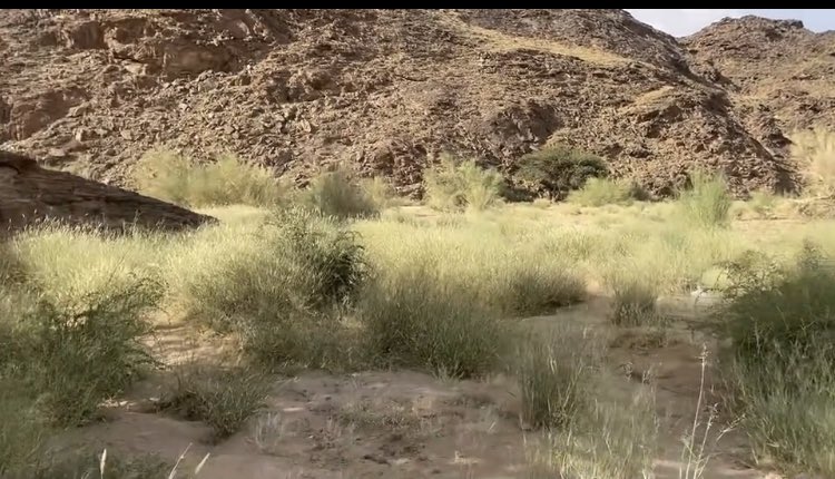 اثار الحمايه من الرعى الجائر وهذه الصوره اكبر دليل على نمو الاعشاب وتكاثر البذور وزياده الغطاء النباتي #منتزه_ثهلان_الوطني 
<a href="/ncvcksa/">المركز الوطني لتنمية الغطاء النباتي ومكافحة التصحر</a>  <a href="/MEWA_KSA/">وزارة البيئة والمياه والزراعة</a> <a href="/SFES_KSA/">القوات الخاصة للأمن البيئي</a>