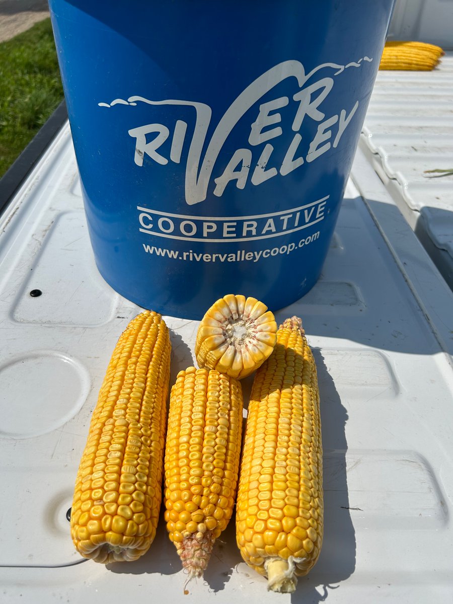 ajderycke's tweet photo. Ain’t she a beaut Clark !?!? 
High rate N flds are shining.
@RVCooperative  #RVCcroptour23 https://t.co/FwVTua7BC2