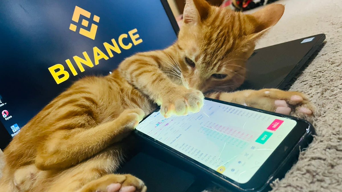 Geetha9696's tweet photo. A CAT DOES NOT WANT ALL THE

WORLD TO LOVE

HIM. ONLY THOSE

HE HAS CHOSEN

TO LOVE.#BinanceCat  #Binance 🇱🇰🖤🇱🇰 https://t.co/si2bOkhahg