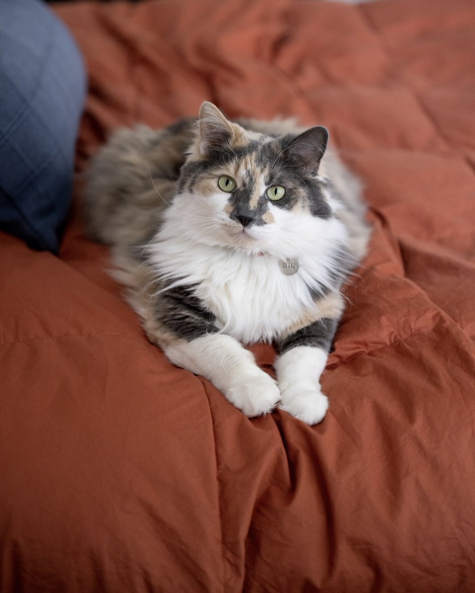 rawrycat's tweet photo. The Furresident refused to get out of bed today, so all her meetings were cancelled. 😪🥱 Can anyone give any HR tips on how to discipline her? We tried chin scritchies, warm hugs, and explaining what “9-5” means, but so far she refuses to come into the office. Any tips welcome. https://t.co/gnpaQU53Ko