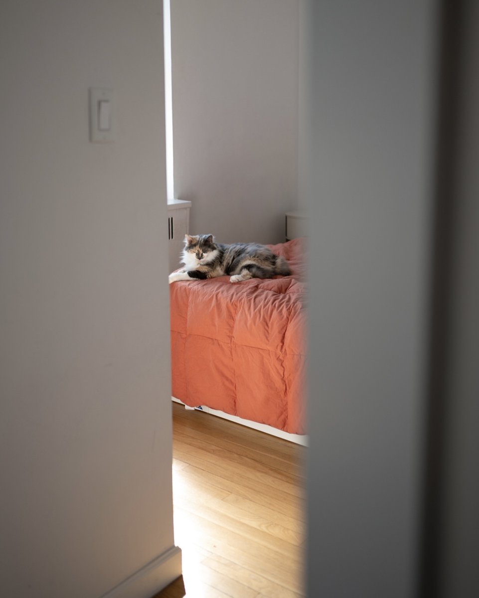 rawrycat's tweet photo. The Furresident refused to get out of bed today, so all her meetings were cancelled. 😪🥱 Can anyone give any HR tips on how to discipline her? We tried chin scritchies, warm hugs, and explaining what “9-5” means, but so far she refuses to come into the office. Any tips welcome. https://t.co/gnpaQU53Ko