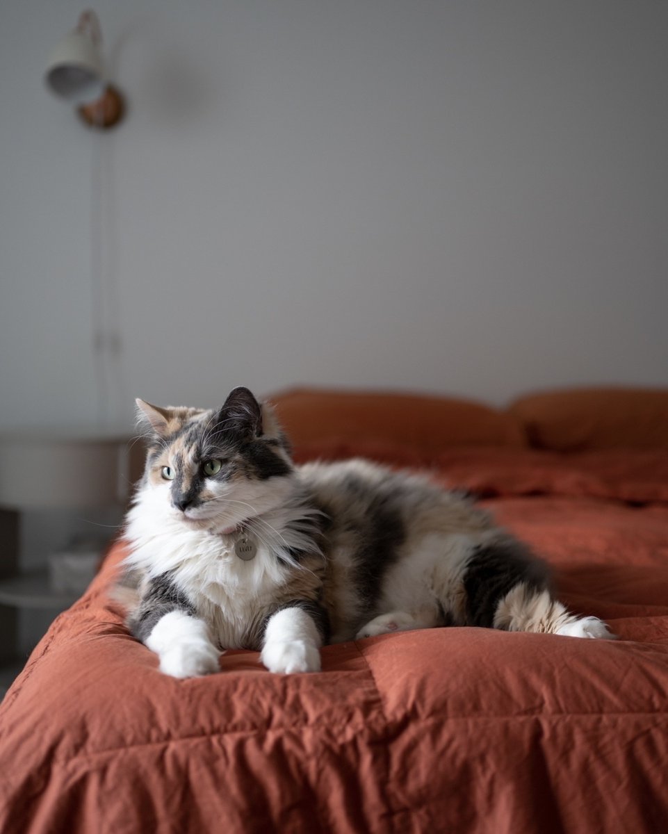 rawrycat's tweet photo. The Furresident refused to get out of bed today, so all her meetings were cancelled. 😪🥱 Can anyone give any HR tips on how to discipline her? We tried chin scritchies, warm hugs, and explaining what “9-5” means, but so far she refuses to come into the office. Any tips welcome. https://t.co/gnpaQU53Ko
