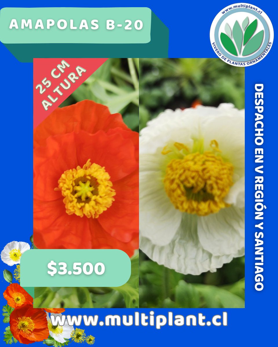 Multiplant1's tweet photo. Las #amapolas 🏵️🌼🌺 son unas hermosas plantas que te recomendamos usar para contrastar colores, plántalas en tu jardín junto a otras especies. 

Disponibles en #ViveroMultiplant con venta online y despacho en #Santiago y #VRegión 

https://t.co/PgBZQQgpO3 https://t.co/ZVIOu10RZl