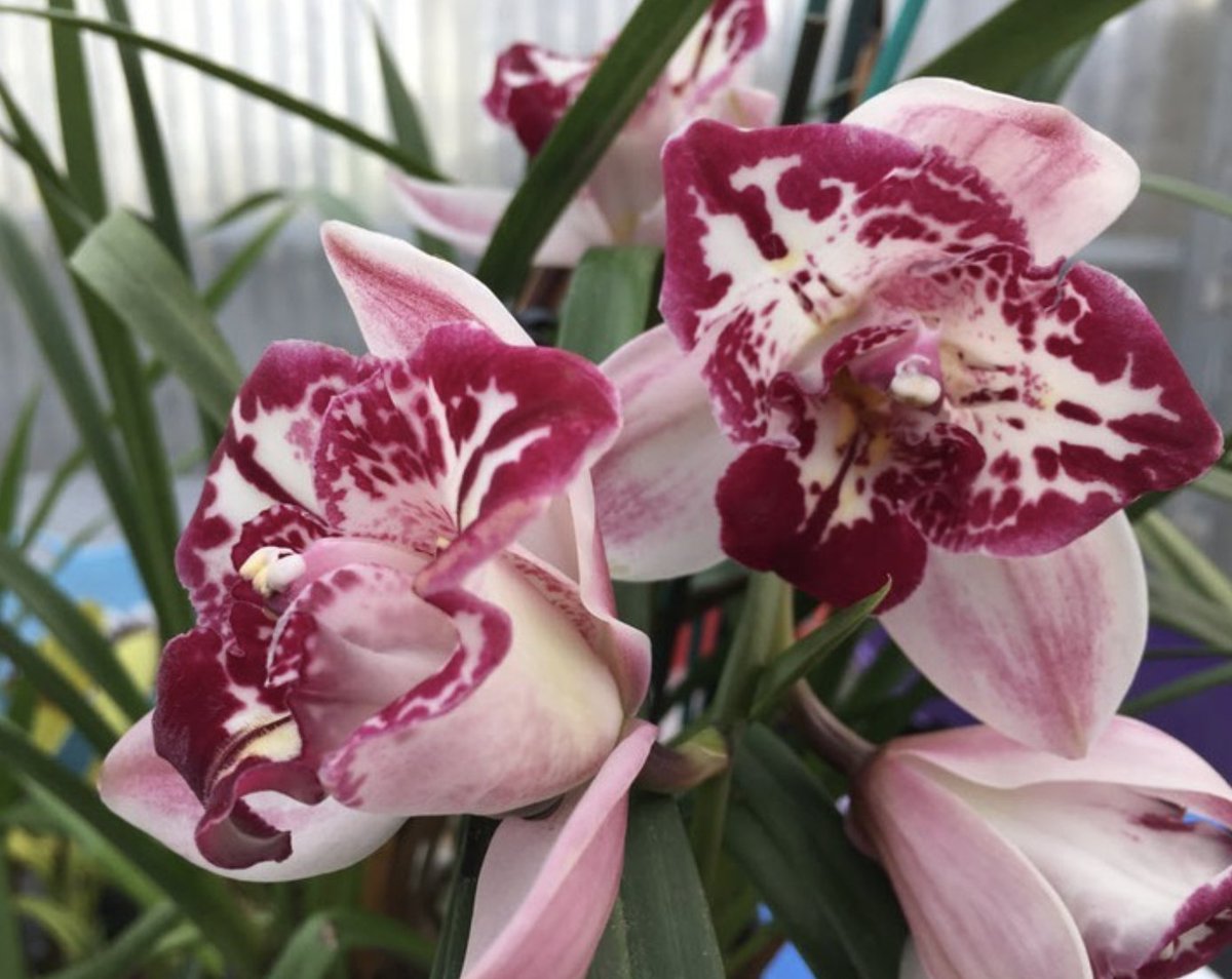sforchidsociety's tweet photo. Cymbidium PELORIC Cherry Shower 'Not Peace', from Lynne Murrell
#sfos #orchid #orchidflower #growingorchids #orchidinbloom https://t.co/1o7omdNBPO