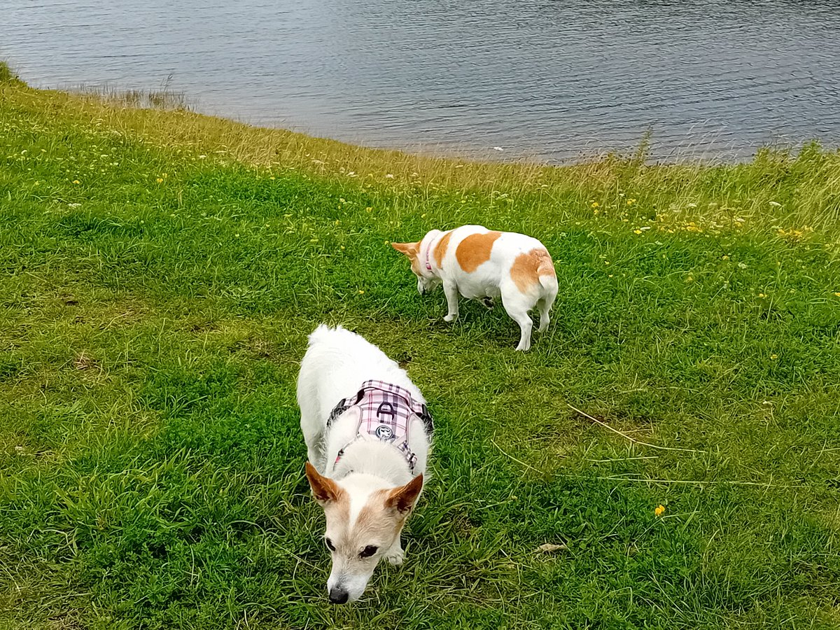 angiloveslife's tweet photo. 7 miles along the beach coastal path, fields & tracks to get lunch at Pwll & back to Burry Port for a 99🍦Lovely day spent with my brawd #Pwll #BurryPort #ChestersChariot #coastalpath #beach #walks #lilydog #chesterdog https://t.co/P5Ze3VeSWw