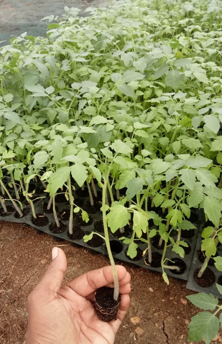 Hydroponic farming
#hydroponic #plantation #agriculture #soillessfarming